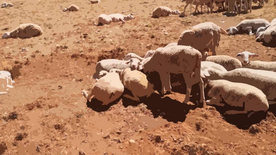<i>Ovejas en los Campos de Hernán Pelea: sol inmisericorde| Diario JAÉN.</i> <i>Ovejas en los Campos de Hernán Pelea: sol inmisericorde| Diario JAÉN.</i>