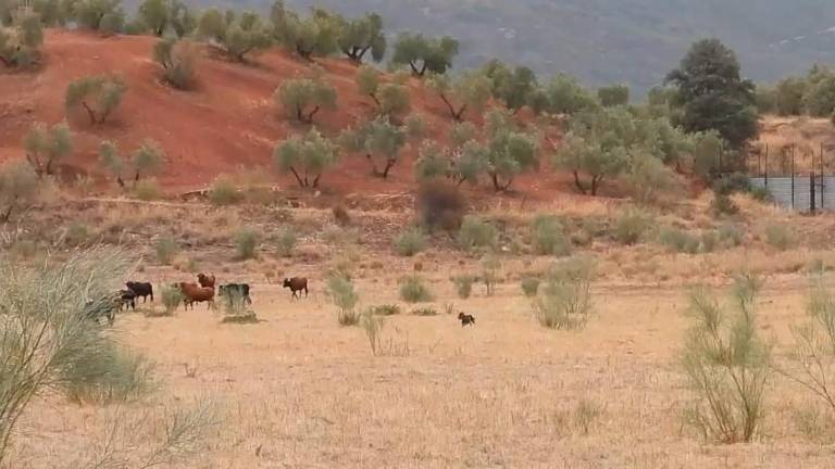 Reses bravas y perros pastores en la trashumancia jiennense Reses bravas y perros pastores en la trashumancia jiennense