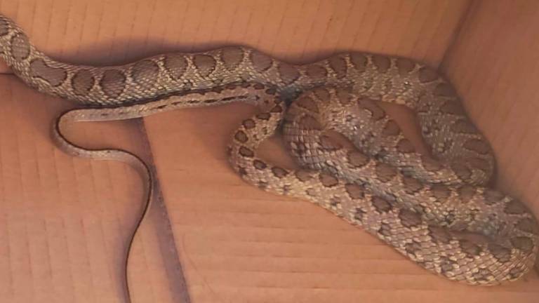 Capturada una serpiente de herradura que transcurría por Cristo Rey Capturada una serpiente de herradura que transcurría por Cristo Rey