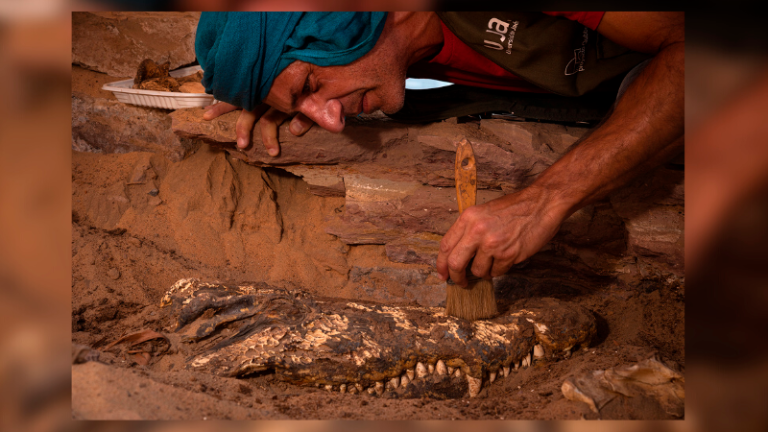 Arqueólogos de la UJA descubren una tumba egipcia con diez momias de cocodrilos Arqueólogos de la UJA descubren una tumba egipcia con diez momias de cocodrilos