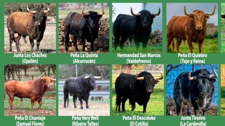 Beas de Segura se ensoga con sus toros en la fiesta de San Marcos Beas de Segura se ensoga con sus toros en la fiesta de San Marcos