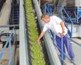 Cooperativas prevén hasta un 60% menos de aceite en esta campaña Cooperativas prevén hasta un 60% menos de aceite en esta campaña