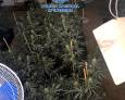 Tres detenidos por una plantación de marihuana Tres detenidos por una plantación de marihuana