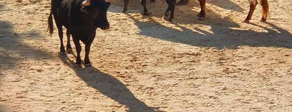 Una jornada de recortes y diversión ante el toro Una jornada de recortes y diversión ante el toro