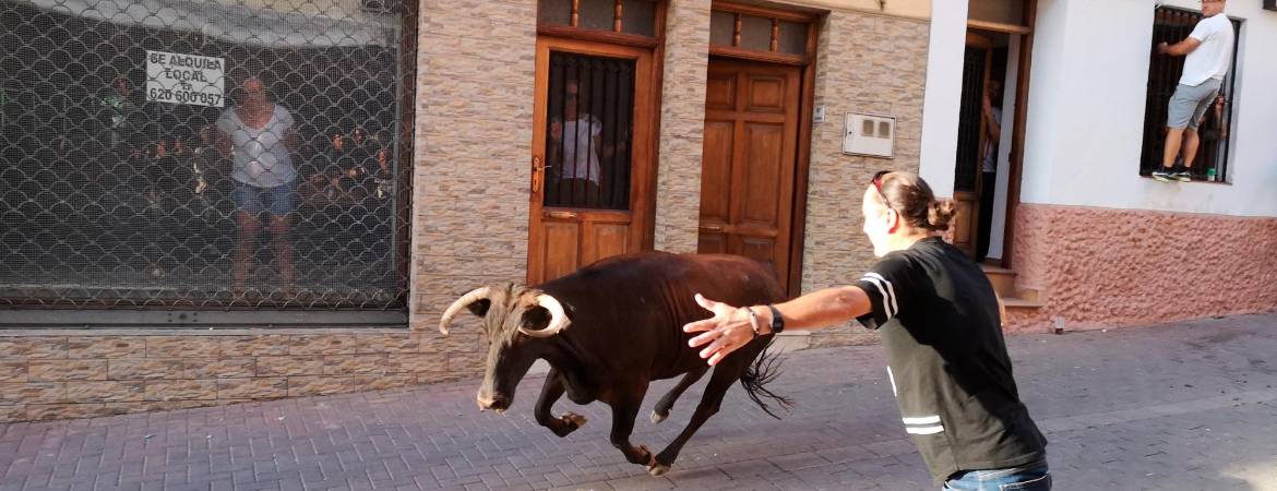 Orcera se despide de la suelta de reses bravas Orcera se despide de la suelta de reses bravas