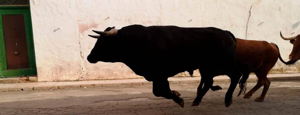 Encierros y emoción en el ruedo Encierros y emoción en el ruedo