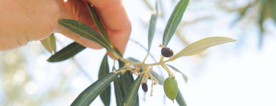 Herbicidas, enemigos del olivar Herbicidas, enemigos del olivar