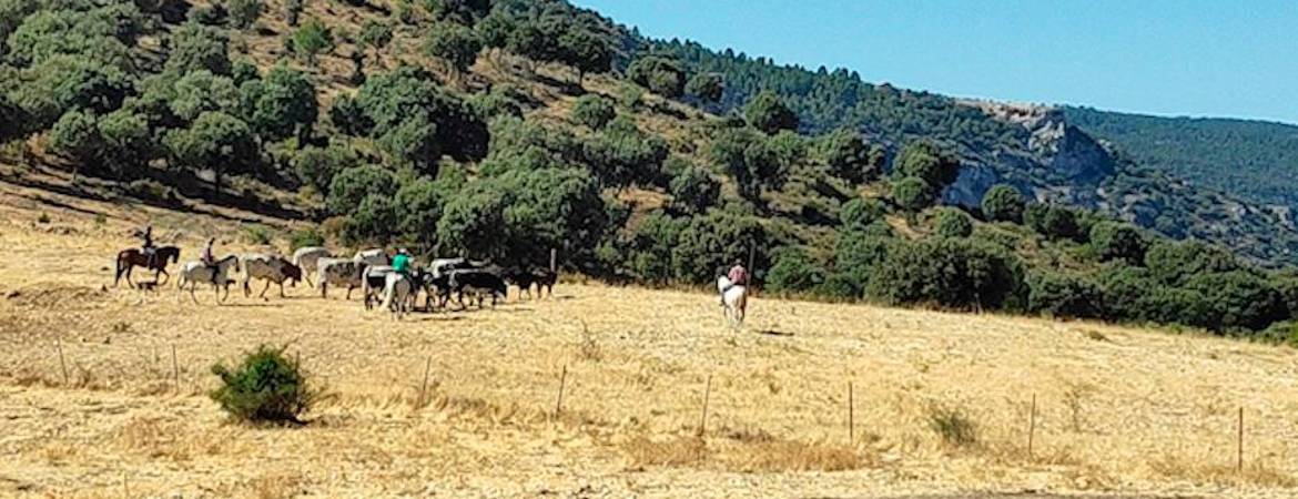 Una cogida hace saltar las alarmas Una cogida hace saltar las alarmas