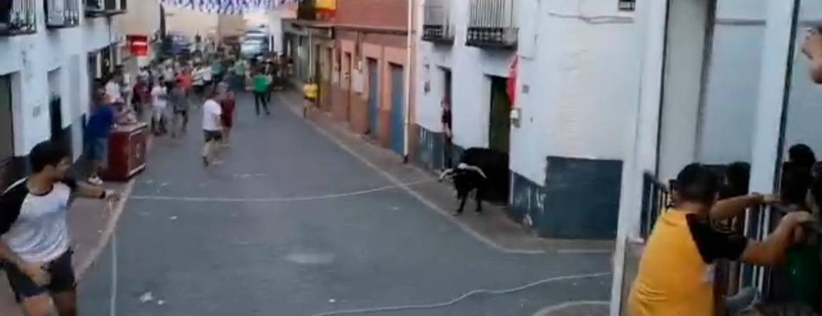 Una vaca se cuela en dos peñas de Santiago de la Espada Una vaca se cuela en dos peñas de Santiago de la Espada