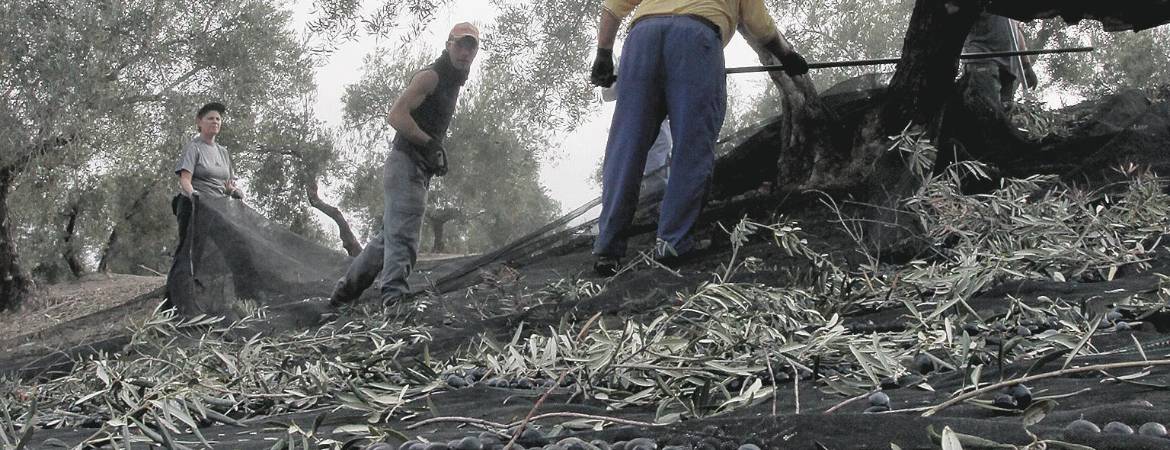 Jaén, una provincia que atrae un mayor interés para trabajar Jaén, una provincia que atrae un mayor interés para trabajar