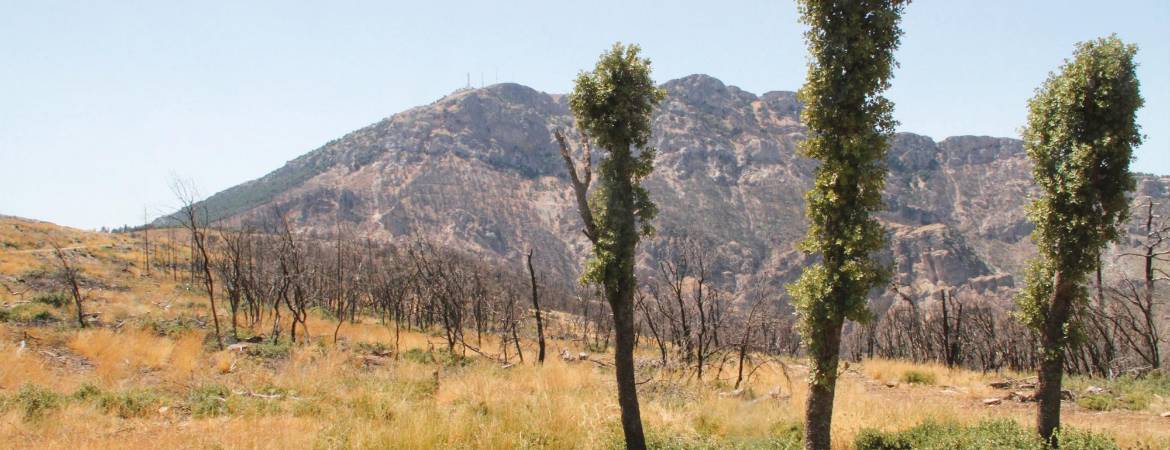 La huella del fuego en Segura La huella del fuego en Segura
