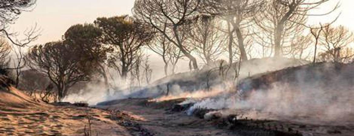 Andalucía vivió en Doñana un incendio similar al de Canarias y hace 15 años uno de casi 25.000 hectáreas Andalucía vivió en Doñana un incendio similar al de Canarias y hace 15 años uno de casi 25.000 hectáreas