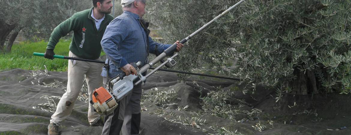 La campaña de aceituna provoca un descenso de 6.549 parados La campaña de aceituna provoca un descenso de 6.549 parados