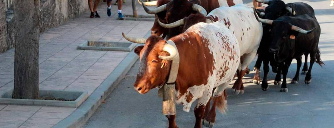Una jornada de recortes y diversión ante el toro Una jornada de recortes y diversión ante el toro