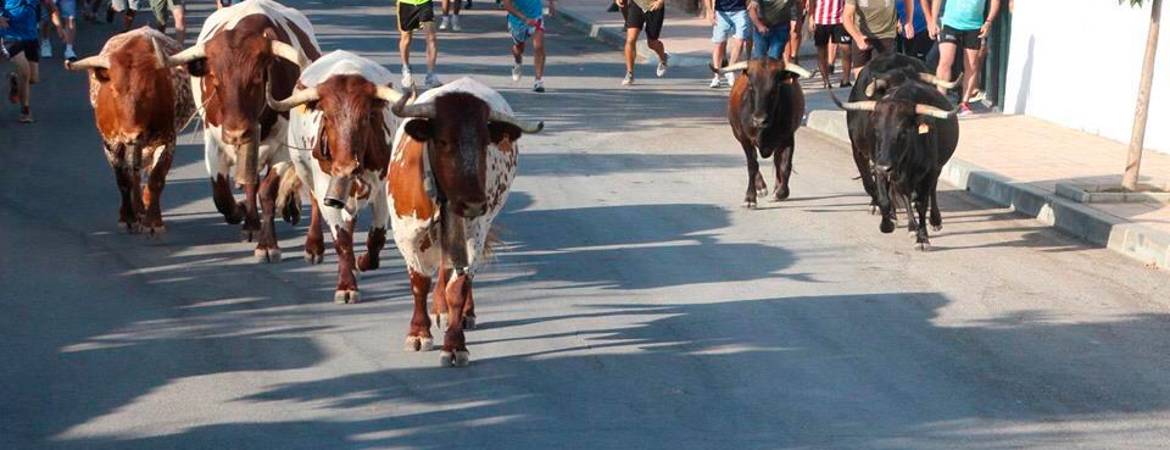 Segunda jornada de los tradicionales encierros Segunda jornada de los tradicionales encierros