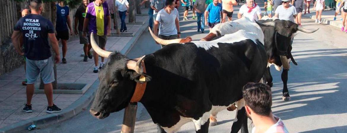 Segunda jornada de los tradicionales encierros Segunda jornada de los tradicionales encierros