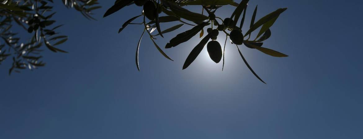 El precio del aceite cae y deja un futuro incierto El precio del aceite cae y deja un futuro incierto