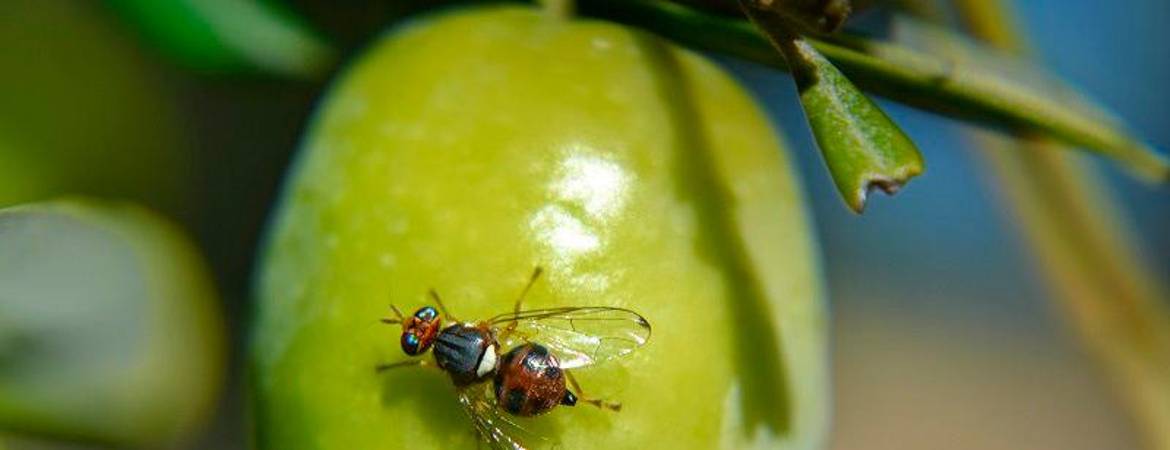 Sierra Mágina empieza la batalla contra la dañina mosca del olivo Sierra Mágina empieza la batalla contra la dañina mosca del olivo