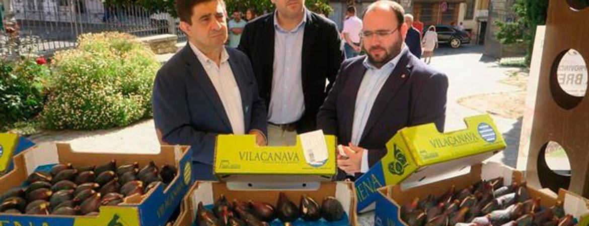 Arranca la VII Muestra Provincial de la Breva de Jimena Arranca la VII Muestra Provincial de la Breva de Jimena
