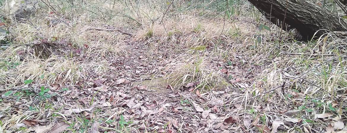 Avance para salvar el Zumeta Avance para salvar el Zumeta