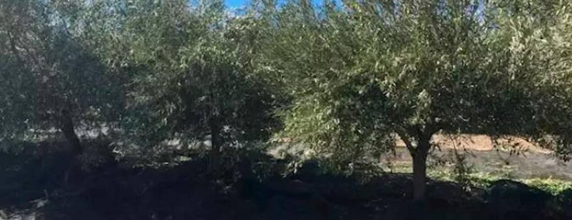 COAG ve “muy difícil” que se cumpla el aforo de aceite tras el inicio de año seco COAG ve “muy difícil” que se cumpla el aforo de aceite tras el inicio de año seco