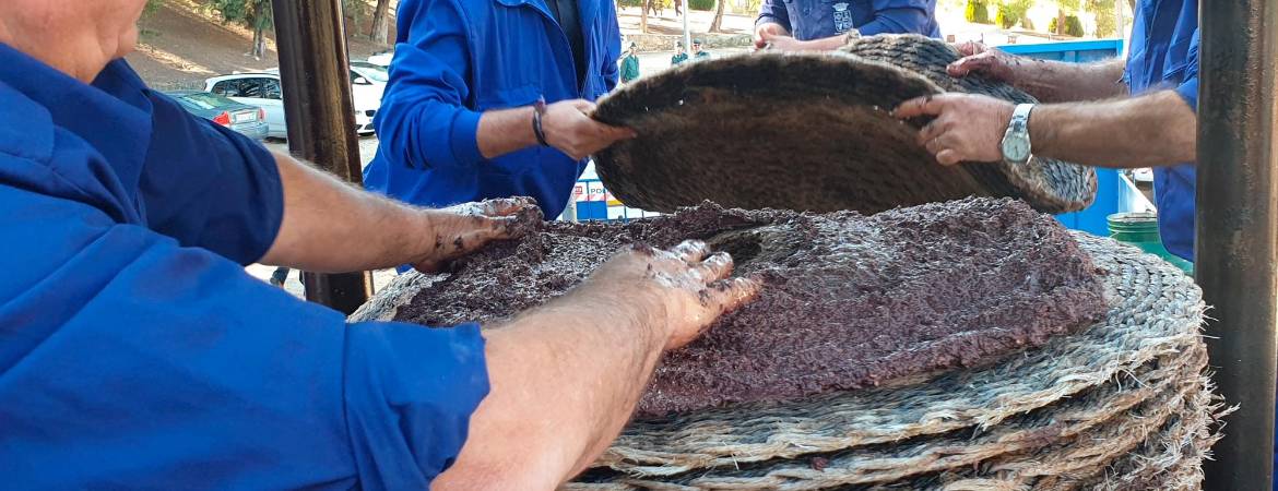 Los marteños no dudan en rendir homenaje a su tradición olivarera Los marteños no dudan en rendir homenaje a su tradición olivarera