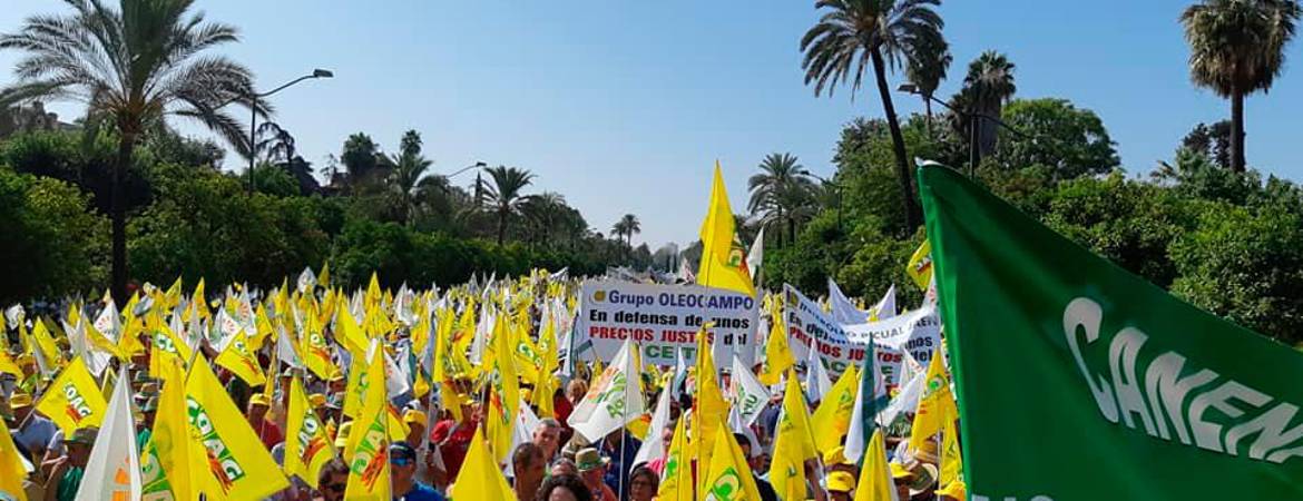 Miles de olivareros protestan por el robo en el precio del aceite Miles de olivareros protestan por el robo en el precio del aceite