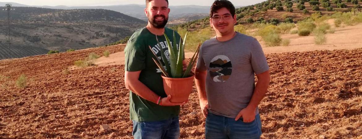Dos pioneros abren camino al cultivo del aloe vera en El Condado Dos pioneros abren camino al cultivo del aloe vera en El Condado