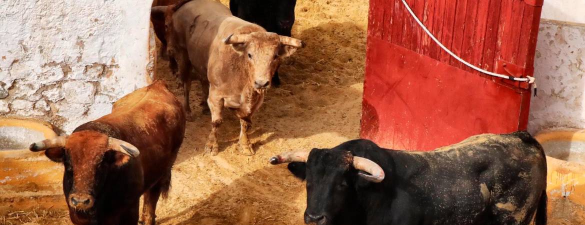 Desembarcados y aprobados los toros de Núñez del Cuvillo para San Lucas Desembarcados y aprobados los toros de Núñez del Cuvillo para San Lucas