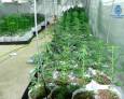 Decomisadas 128 plantas de marihuana Decomisadas 128 plantas de marihuana