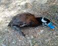 Ayuda para las aves Ayuda para las aves