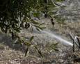 El agua salina, ¿futuro del riego? El agua salina, ¿futuro del riego?