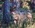 Protección para el lobo Protección para el lobo