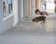 Una plaga de cucarachas invade el barrio de Belén Una plaga de cucarachas invade el barrio de Belén