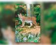 WWF pide al Gobierno "medidas urgentes" para evitar los atropellos de linces WWF pide al Gobierno "medidas urgentes" para evitar los atropellos de linces
