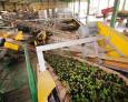 Bruselas conoce la "difícil" situación del sector español del aceite de oliva y actuará si es necesario Bruselas conoce la "difícil" situación del sector español del aceite de oliva y actuará si es necesario