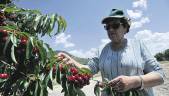 FRUTA. Una mujer recoge cerezas en una plantación de la provincia en una cosecha anterior. 