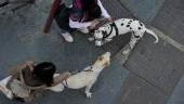 SALUDO. Dos perros se muestran en una actitud amistosa mientras sus dueñas los pasean.