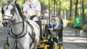 ALTRUISMO. Cocheros de caballos en Sevilla pasean gratuitamente a ancianos.