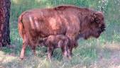 La cría de bisonte junto a su madre.