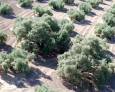El oleoturismo, una práctica para reforzar los olivares El oleoturismo, una práctica para reforzar los olivares