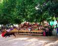 Mucho arrojo ante las reses Mucho arrojo ante las reses