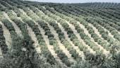 ACEITUNAS. El olivar jiennense se prepara para una nueva campaña que verá reducida su producción. 