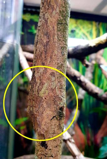 ¿Dónde está el gecko?: El asombroso camuflaje de este reptil con el entorno $!¿Dónde está el gecko?: El asombroso camuflaje de este reptil con el entorno