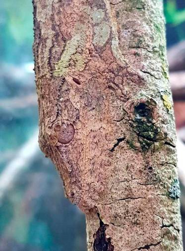 ¿Dónde está el gecko?: El asombroso camuflaje de este reptil con el entorno ¿Dónde está el gecko?: El asombroso camuflaje de este reptil con el entorno