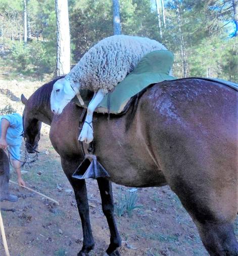 <i>La borrega enferma en el lomo de la yegua.</i> <i>La borrega enferma en el lomo de la yegua.</i>