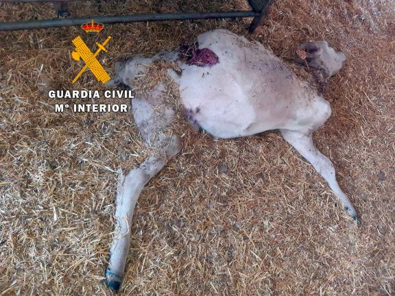 Detenido un vecino de La Carolina como presunto autor de un delito de maltrato animal Detenido un vecino de La Carolina como presunto autor de un delito de maltrato animal