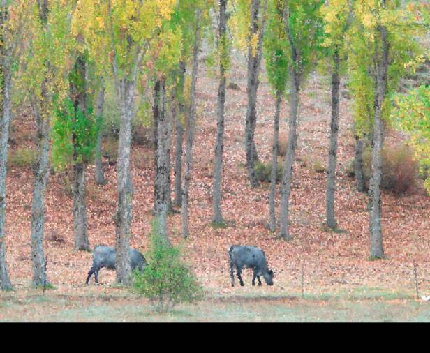 <i>Vacas en los pastos de Cañada Hermosa, Santiago-Pontones. /DJ.</i> <i>Vacas en los pastos de Cañada Hermosa, Santiago-Pontones. /DJ.</i>