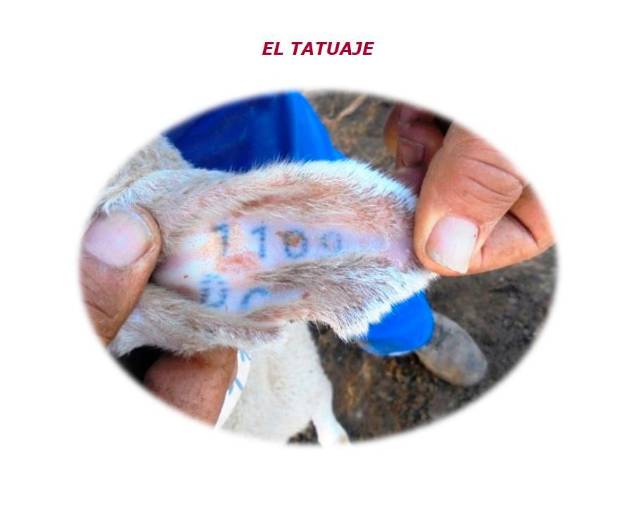<i>Tatuaje.</i> <i>Tatuaje.</i>