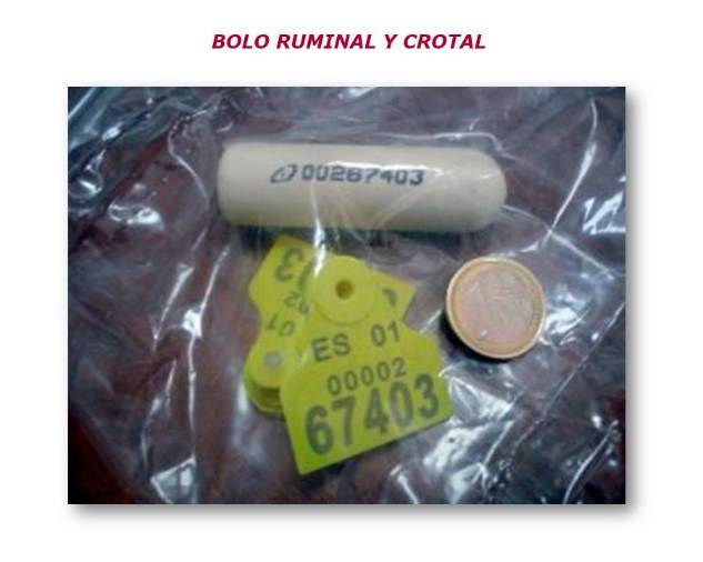 <i>El bolo ruminal y crotal.</i> <i>El bolo ruminal y crotal.</i>
